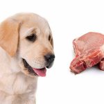 Can Dogs Eat Out of Date Meat