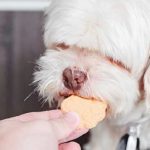 Can Dogs Eat Prawn Crackers