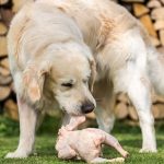 Can Dogs Eat Raw Chicken Giblets