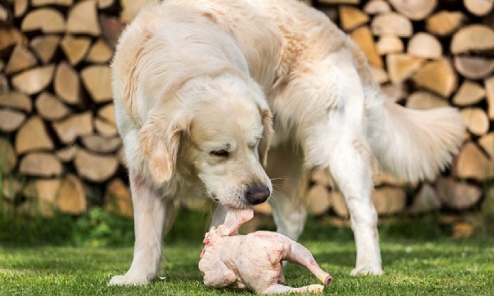 Can Dogs Eat Raw Chicken Giblets