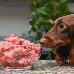 Can Dogs Eat Raw Food Frozen