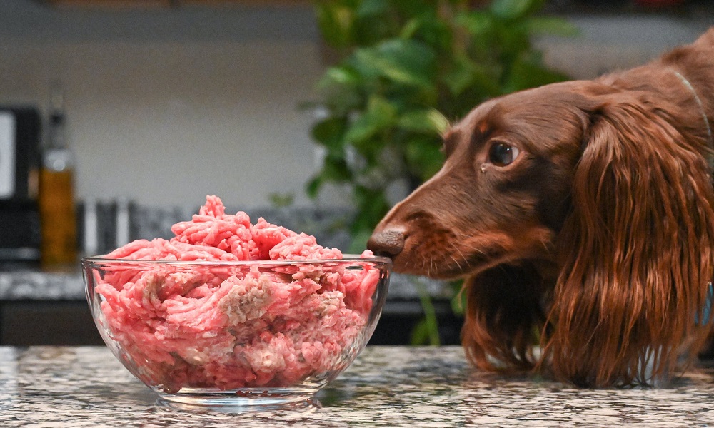 Can Dogs Eat Raw Food Frozen