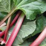 Can Dogs Eat Rhubarb Yoghurt