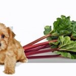 Can Dogs Eat Rhubarb Yogurt