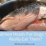 Can Dogs Eat Salmon Heads