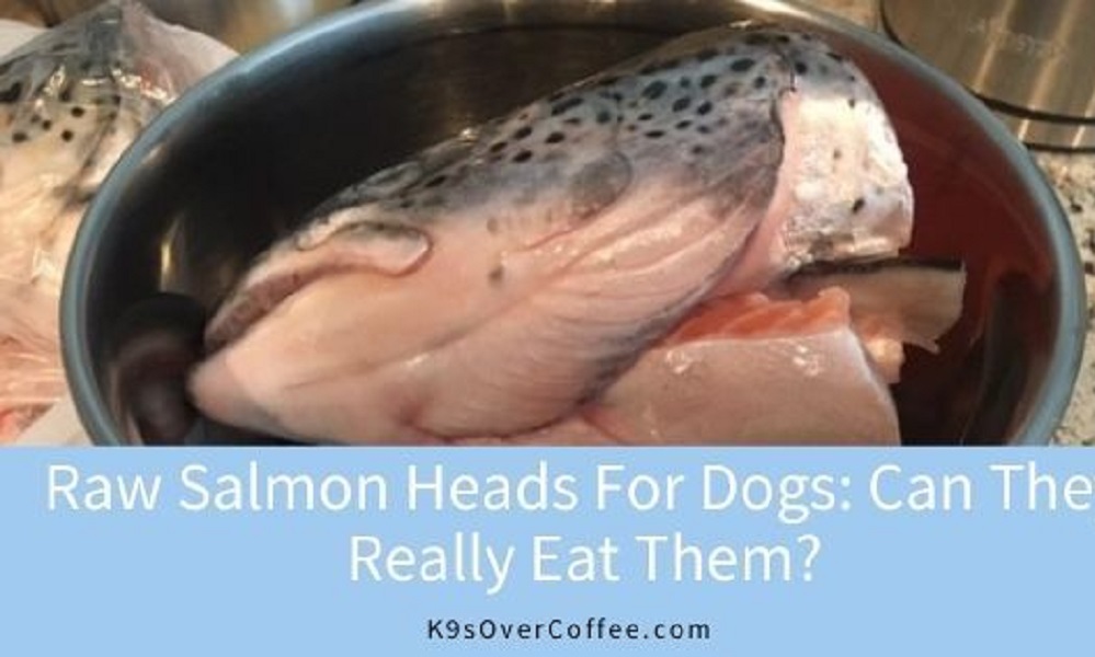 Can Dogs Eat Salmon Heads