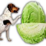 Can Dogs Eat Savoy Cabbage