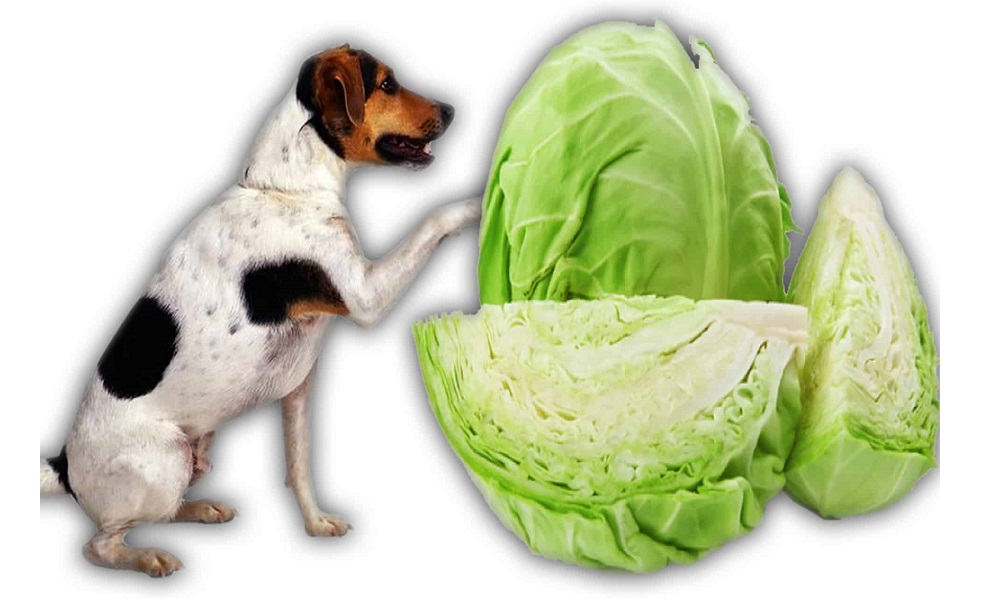 Can Dogs Eat Savoy Cabbage