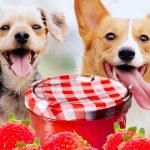 Can Dogs Eat Strawberry Jam