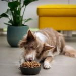 Can Dogs Eat Xanthan Gum?