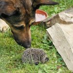 Can Dogs Get Fleas from Hedgehogs