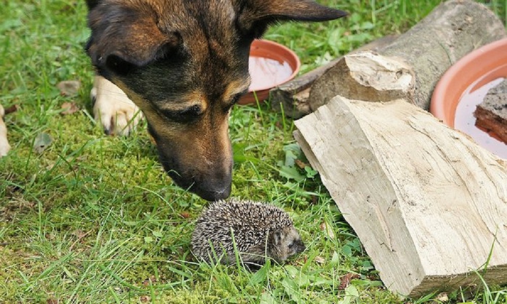 Can Dogs Get Fleas from Hedgehogs