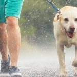 Can Dogs Get Sick from Rain