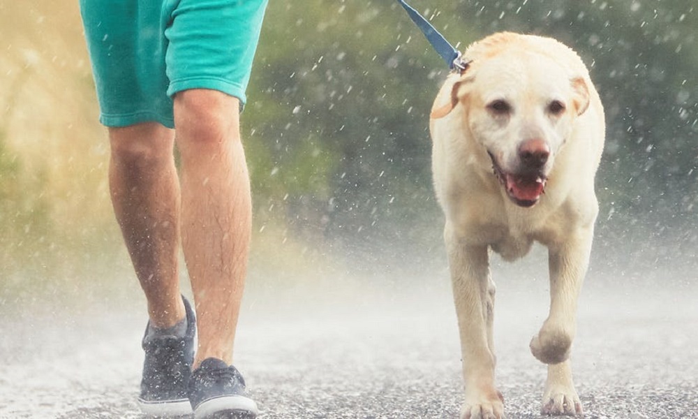 Can Dogs Get Sick from Rain