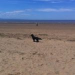 Can Dogs Go on Brean Beach