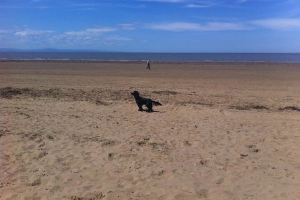 Can Dogs Go on Brean Beach
