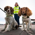 Can Dogs Go on Ferry to Ireland