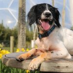 Can Dogs Go to the Eden Project