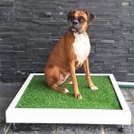 Can Dogs Go to the Toilet on Artificial Grass