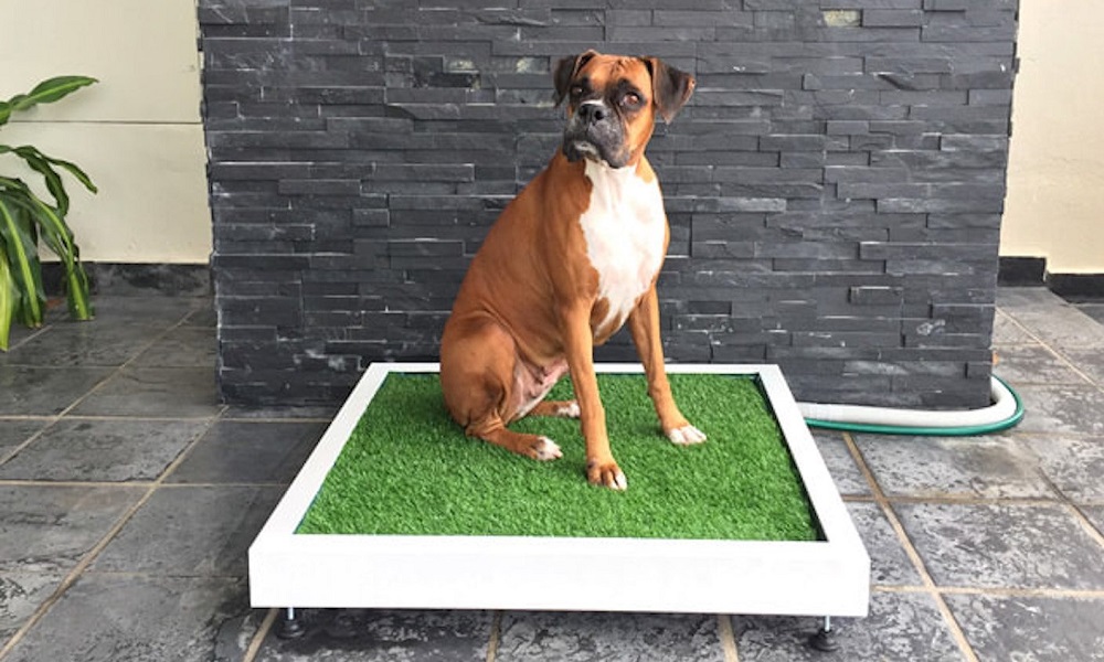 Can Dogs Go to the Toilet on Artificial Grass