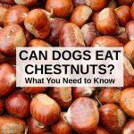 Can Dogs Have Chestnuts