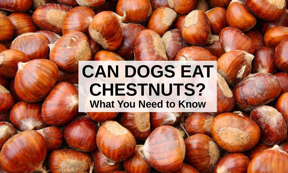 Can Dogs Have Chestnuts