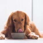 Can Dogs Have Corn Flakes