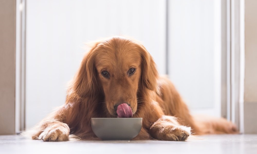 Can Dogs Have Corn Flakes Pet Help Reviews UK
