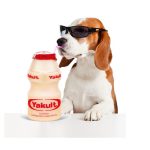Can Dogs Have Probiotic Drinks