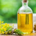 Can Dogs Have Rapeseed Oil