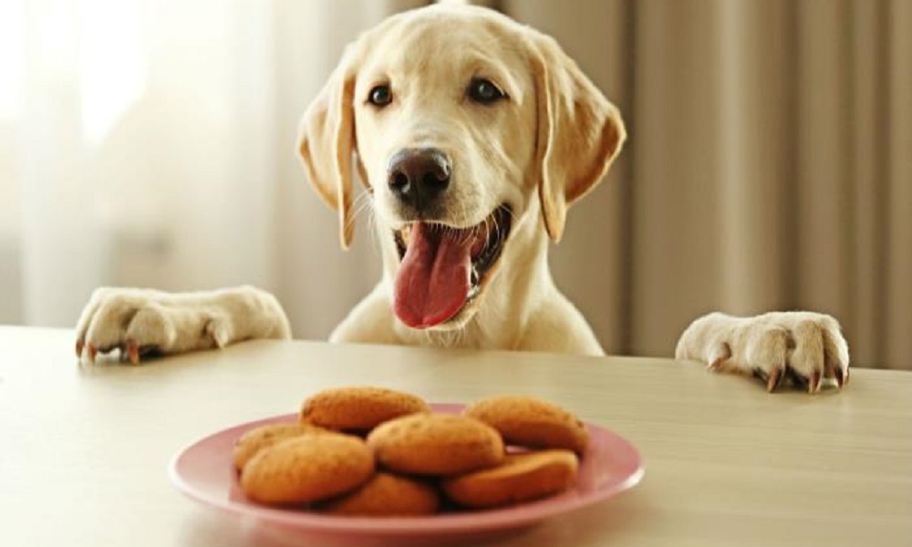 Can Dogs Have Rich Tea Biscuits