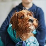 Can Humans Use Dog Ear Cleaner