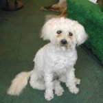 Can I Get My Dog Stuffed Uk