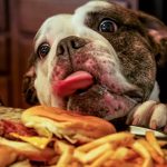 Can I Give My Dog a Cheeseburger