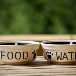 Can I Give My Dog Weetabix