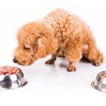 Can I Mix Raw Food And Kibble for Dogs