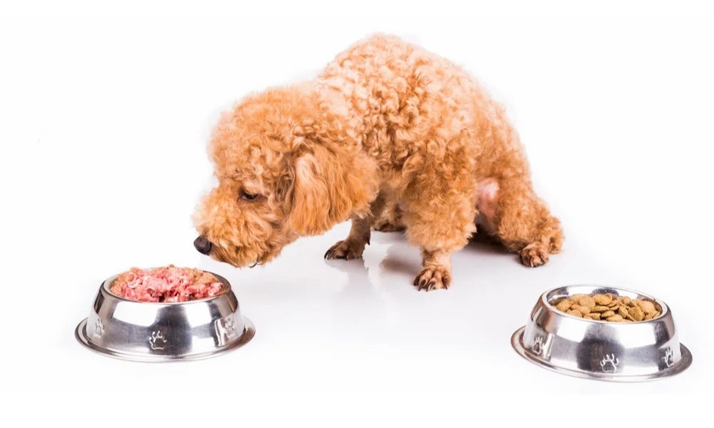 Can I Mix Raw Food And Kibble for Dogs