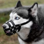 Can I Mix Two Different Brands of Dog Food Together