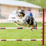 Can I Send My Dog Away to Be Trained