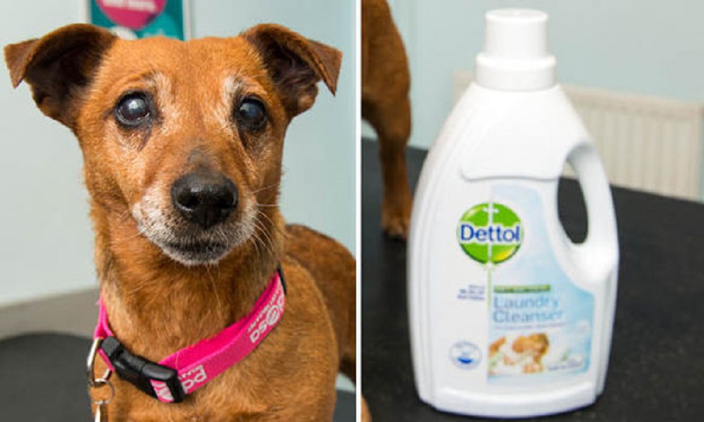 Can I Use Dettol on My Dog