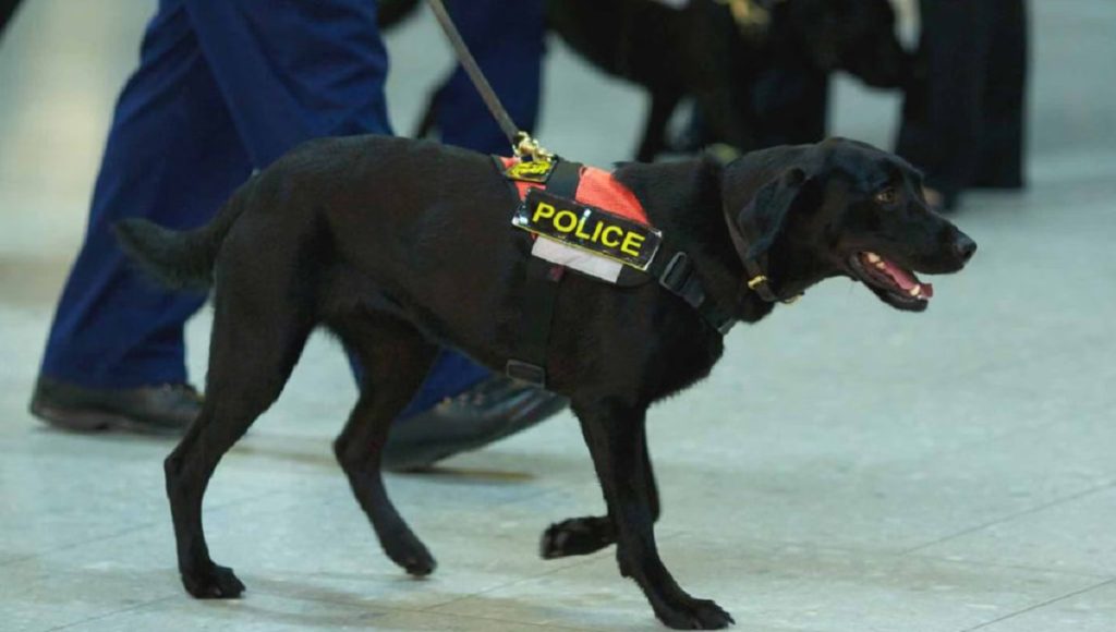 Can Sniffer Dogs Smell Ketamine