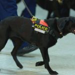 Can Sniffer Dogs Smell Ketamine