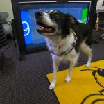 Can You Call an Ambulance for a Dog