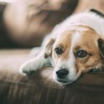 Can You Freeze Your Dogs Sperm