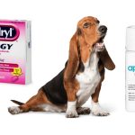 Can You Give a Dog Piriton Tablets