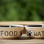 Can You Give Dogs Weetabix