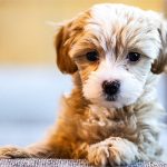 Can You Give Your Dog Calpol