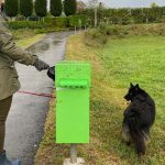 Can You Put Dog Poo in Green Bin