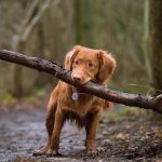 Can You Take Dogs into Kew Gardens