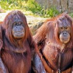 Can You Take Dogs to Blackpool Zoo